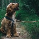 Tipps zur Auswahl des richtigen Hundegeschirrs für Ihren Hund