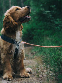 Tipps zur Auswahl des richtigen Hundegeschirrs für Ihren Hund