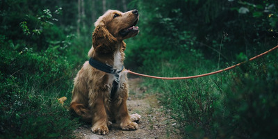 Tipps zur Auswahl des richtigen Hundegeschirrs für Ihren Hund
