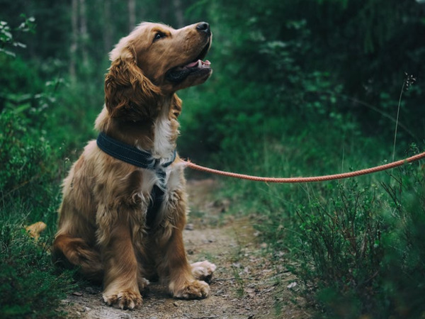 thumbnail of Tipps zur Auswahl des richtigen Hundegeschirrs für Ihren Hund